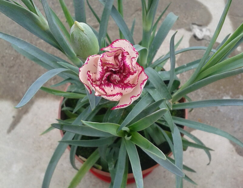 Pink and White Carnation — Green
