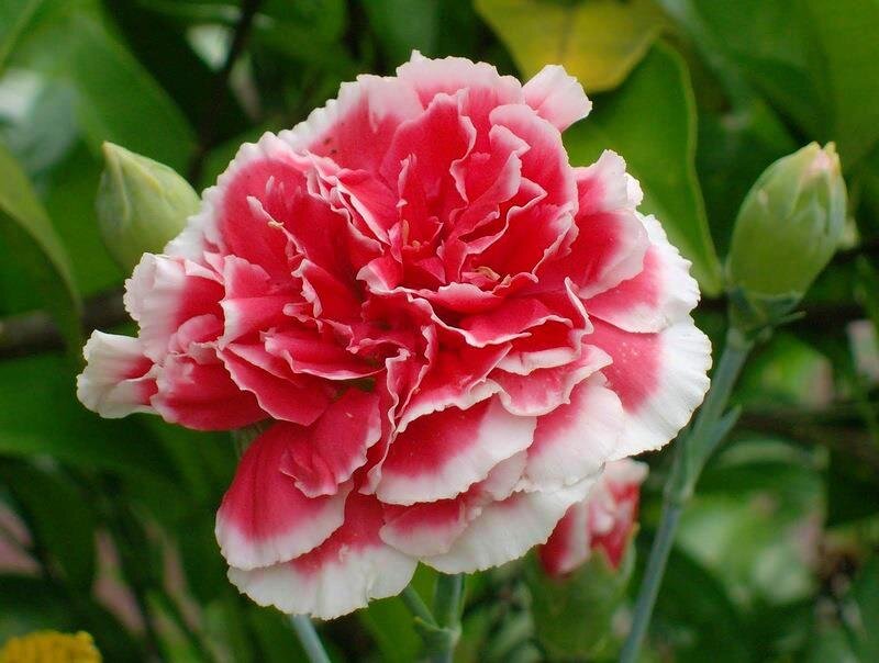 Pink and White Carnation — Red