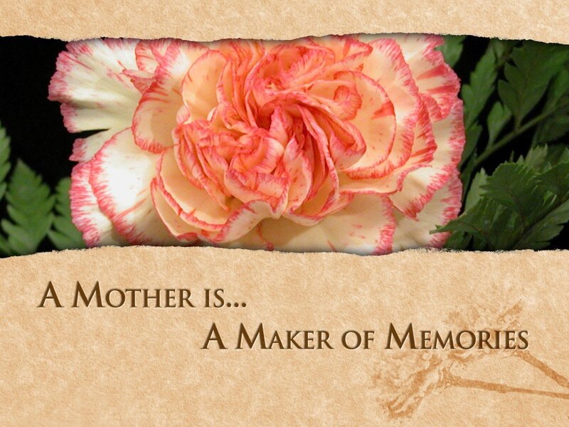 Pink and White Carnation — Sentimental