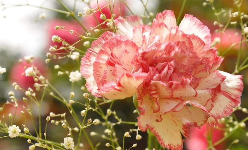 Pink and White Carnation — Serene