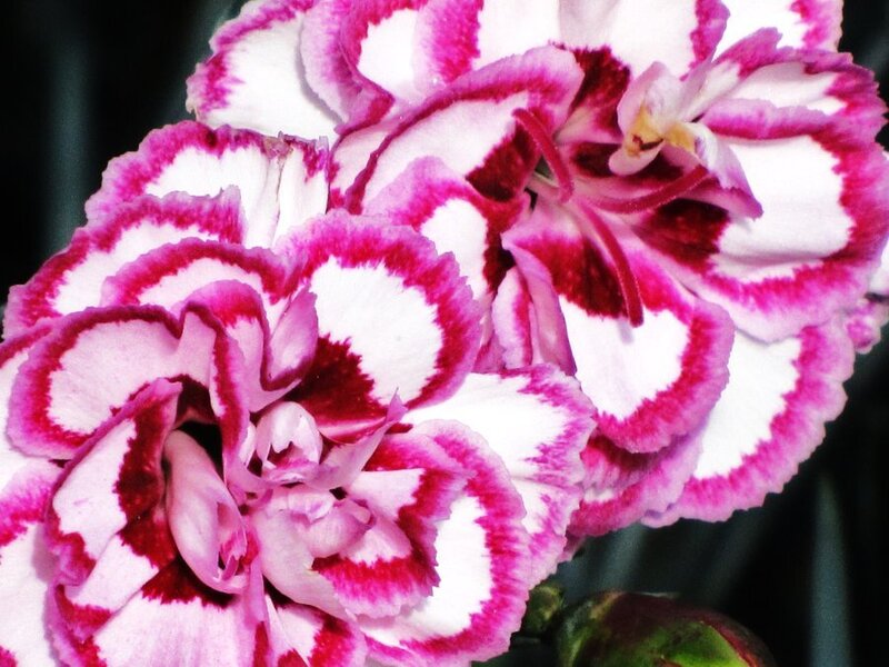 Pink and White Carnation