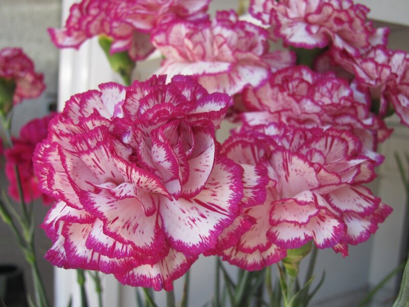 Pink and white carnations