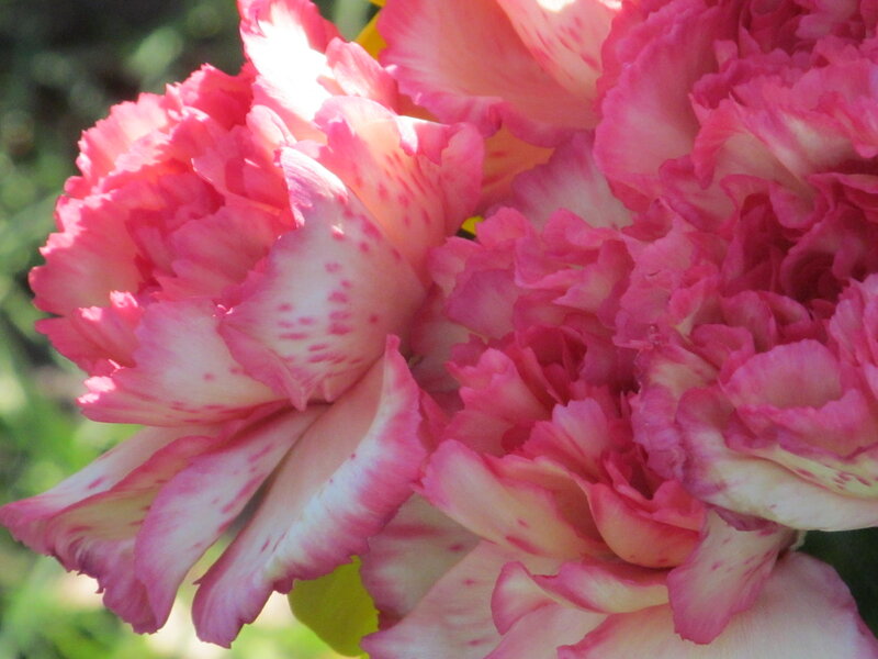 Pink and White Carnations — Calm, Afternoon