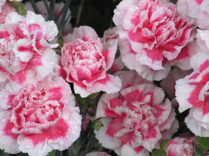Pink and White Carnations — Calm