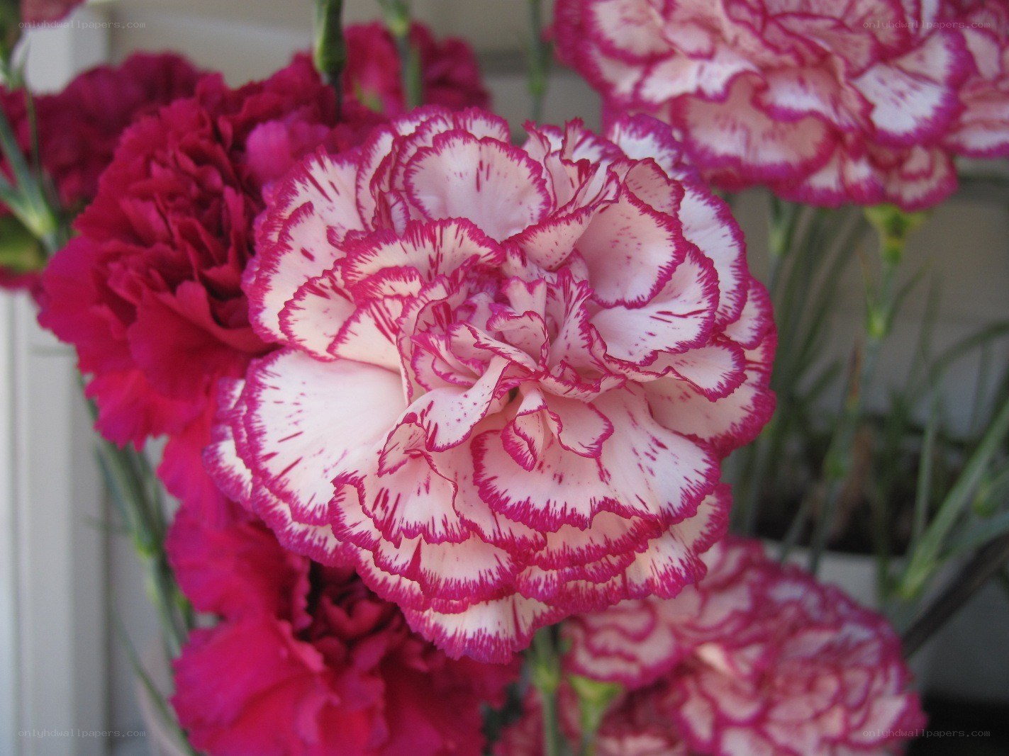 Pink and white carnations