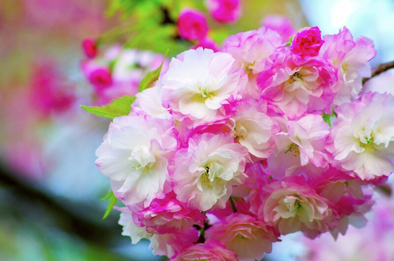 Pink and White Cherry Blossoms — Serene, Spring, Photograph