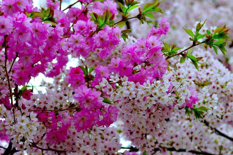 Pink and White Cherry Blossoms — Serene, Spring