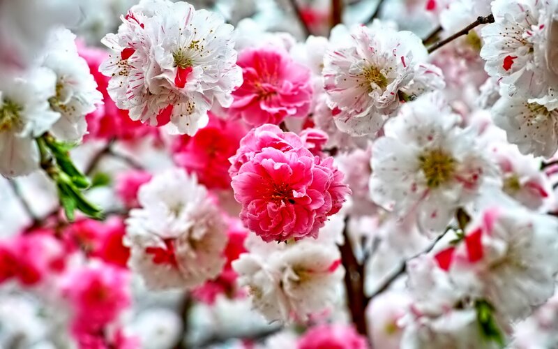 Pink and White Cherry Blossoms — Serene