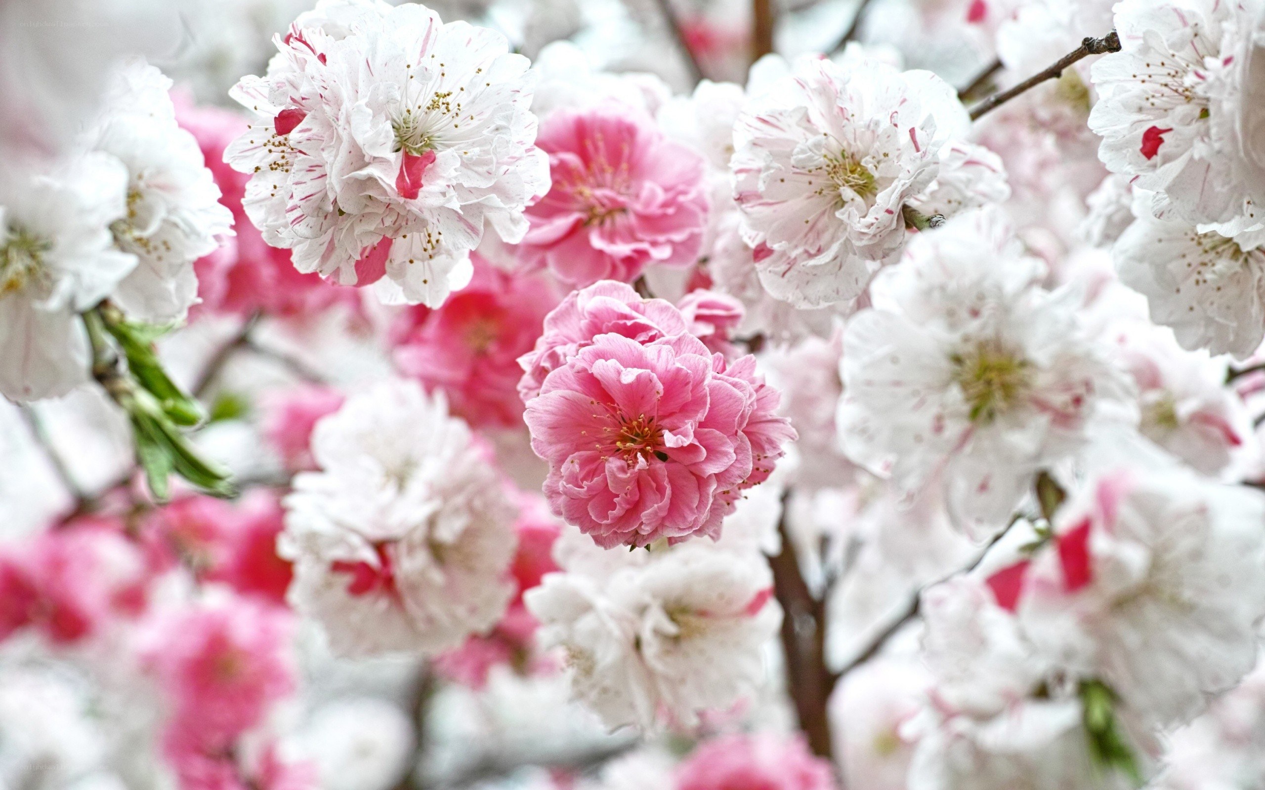 Pink and white cherry blossoms