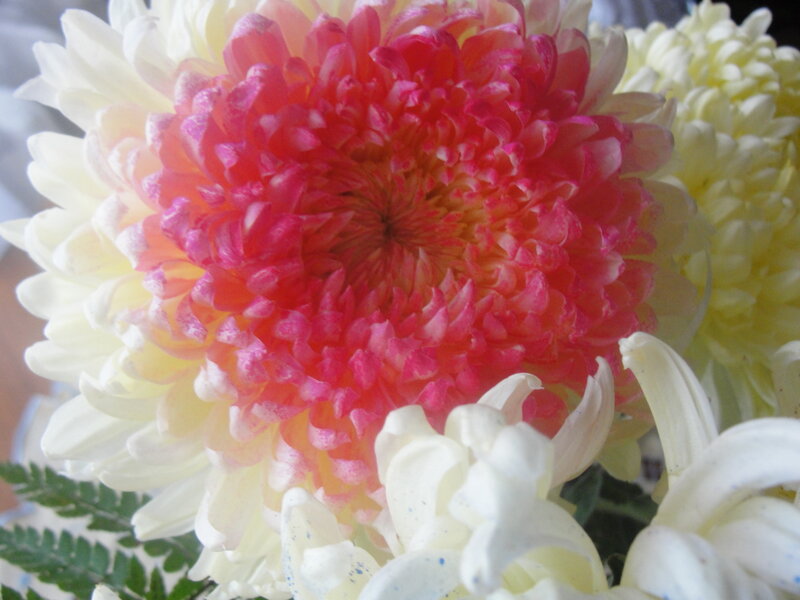 Pink and White Chrysanthemum