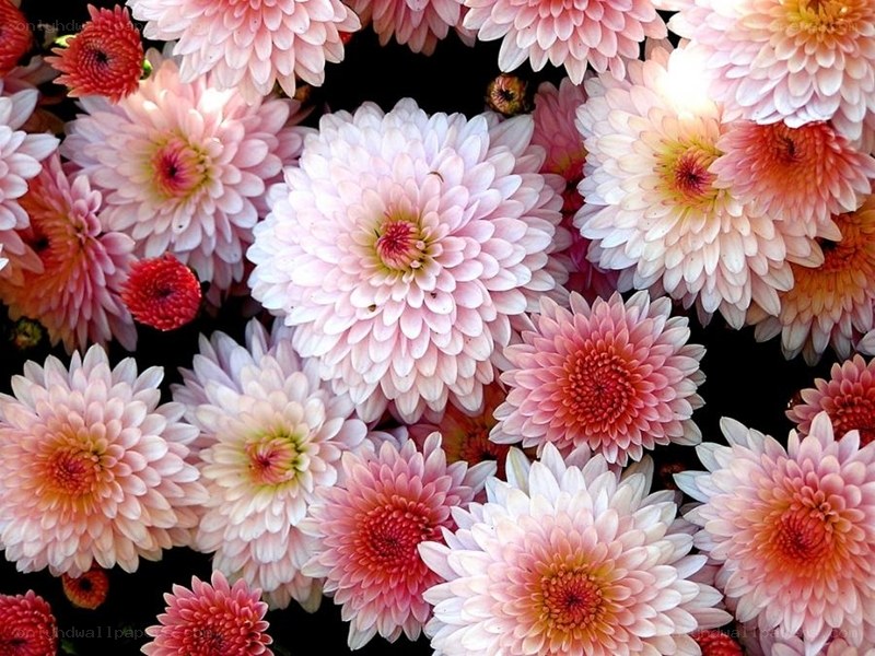 pink and white chrysanthemums
