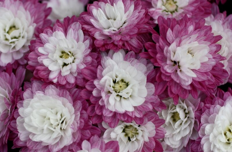 Pink and White Chrysanthemums — Calm, Photograph, Flowers, Petals