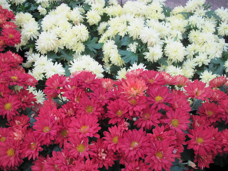 Pink and White Chrysanthemums — Calm, Photograph