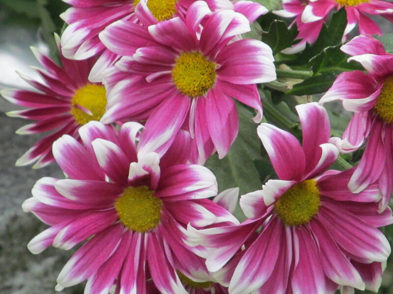 Pink and White Chrysanthemums — Calm