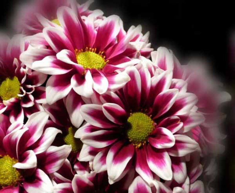 Pink and White Chrysanthemums — Dramatic
