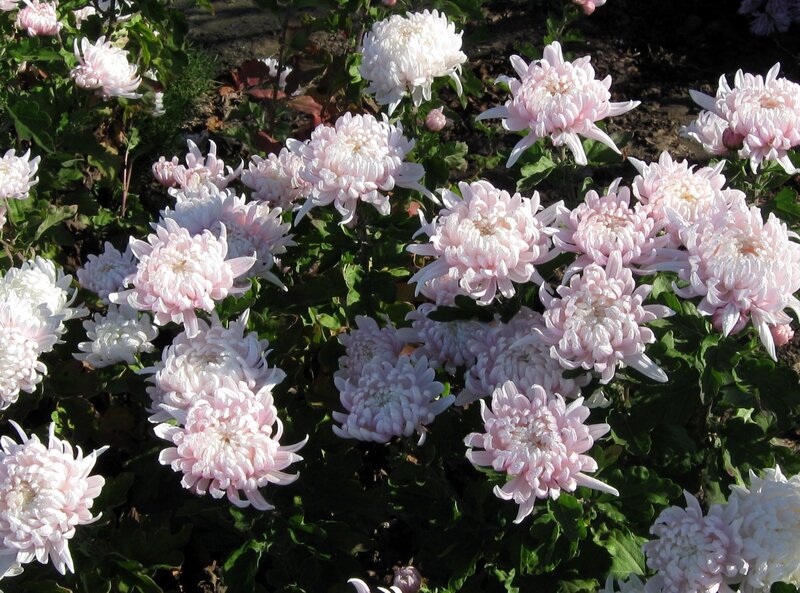 Pink and White Chrysanthemums — Serene, Afternoon