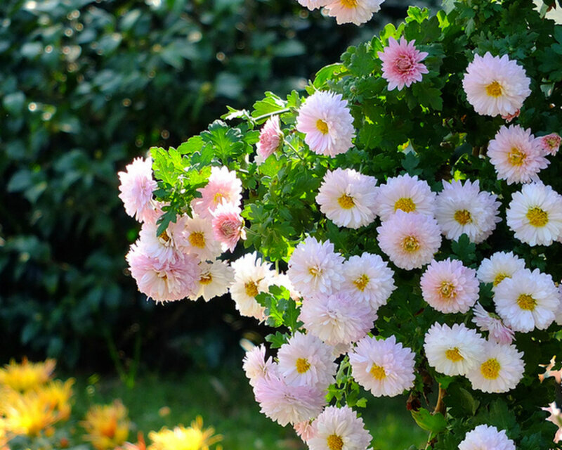 Pink and White Chrysanthemums — Serene