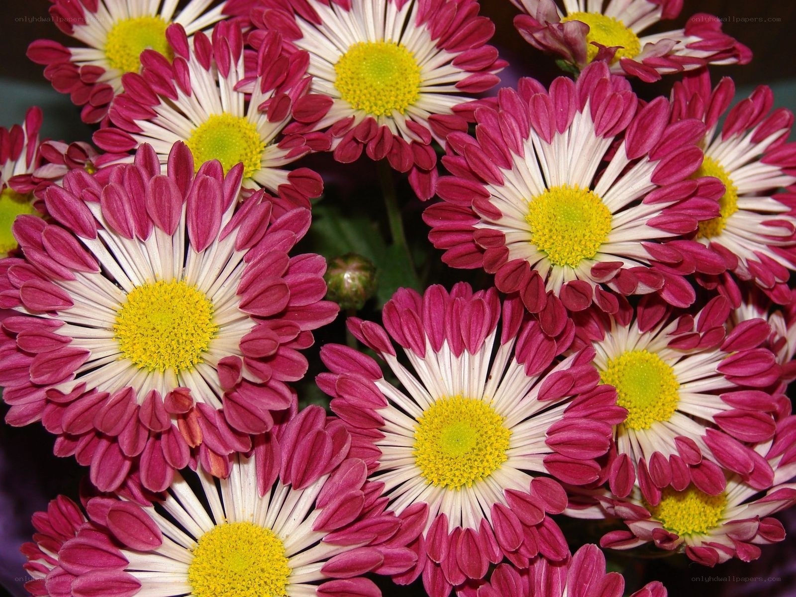 Pink and white chrysanthemums