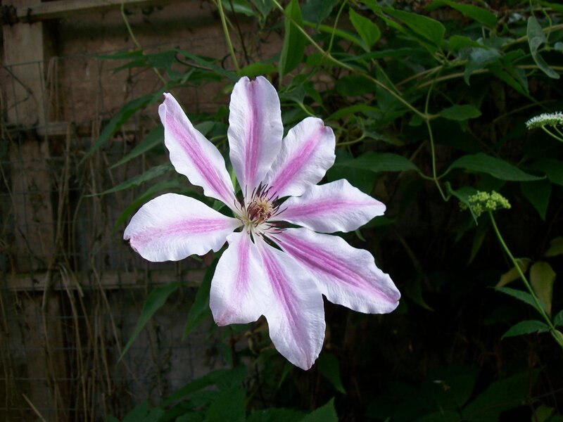 Pink and White Clematis Flower