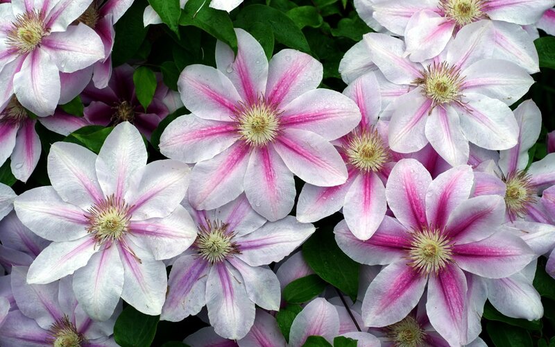 Pink and White Clematis Flowers — Calm
