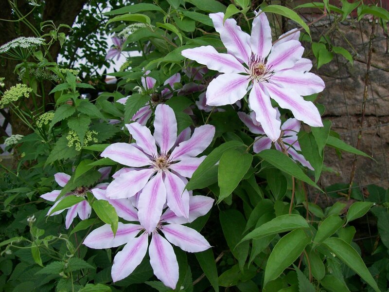 Pink and White Clematis Flowers — Natural