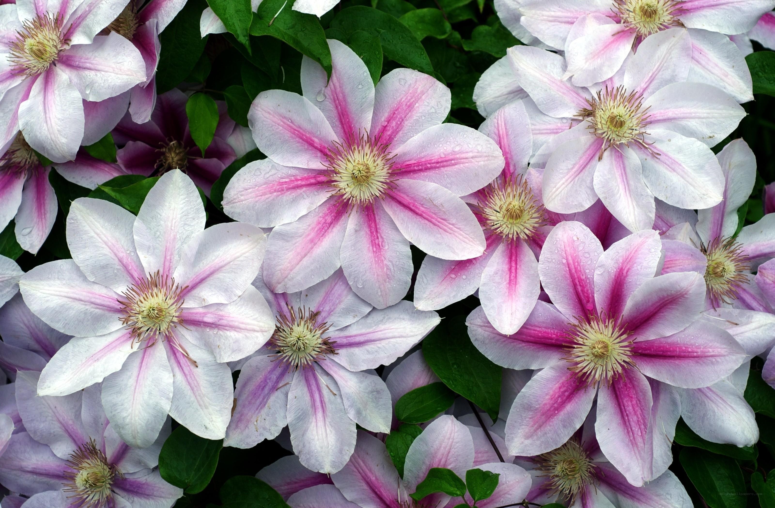 pink and white clematis flowers