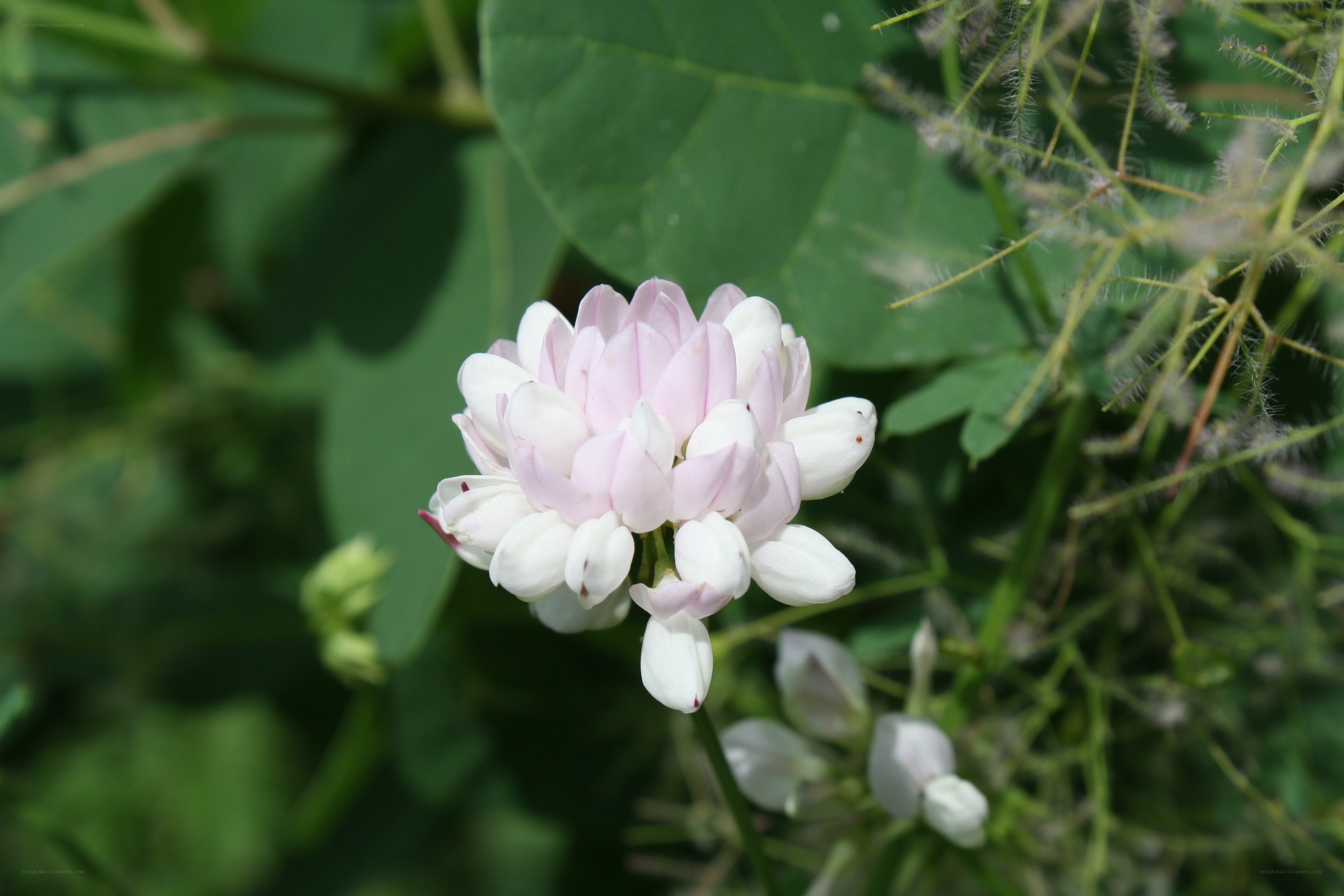 Pink and white clover flower