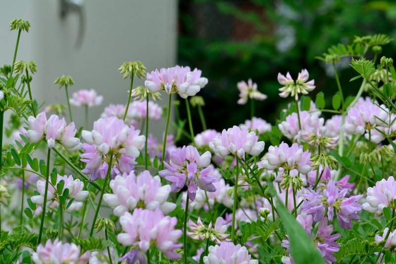 Pink and White Clover Flowers — Calm