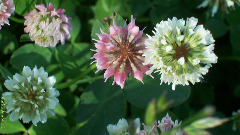 Pink and White Clover Flowers — Green