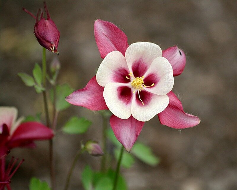 Pink and White Columbine Flower