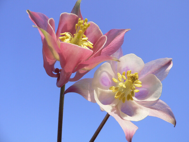 Pink and white columbine flowers