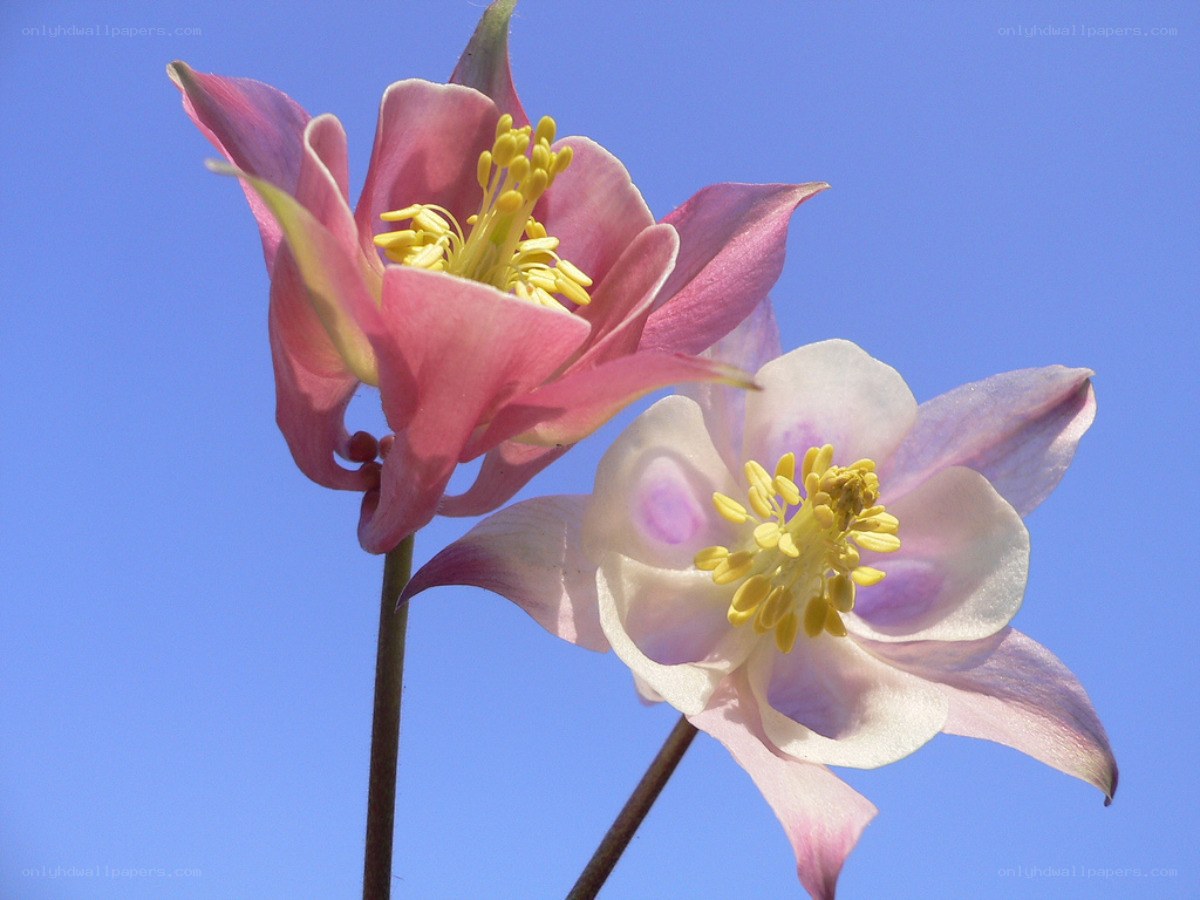 Pink and white columbine flowers