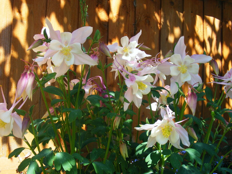Pink and white columbine flowers