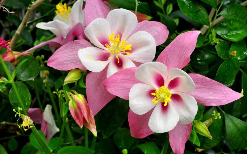 Pink and White Columbine Flowers — Serene, Spring