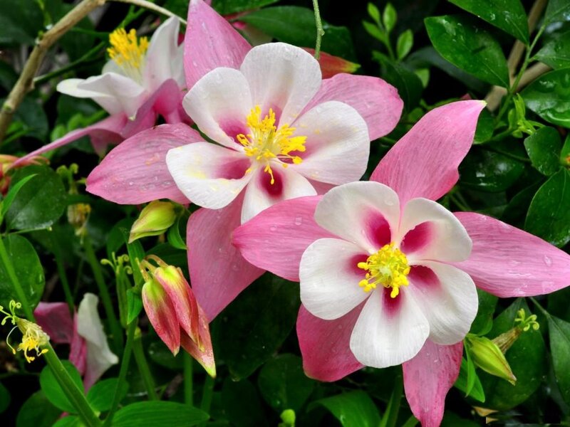 Pink and White Columbine Flowers — Serene