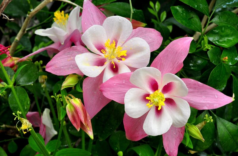 Pink and white columbine flowers