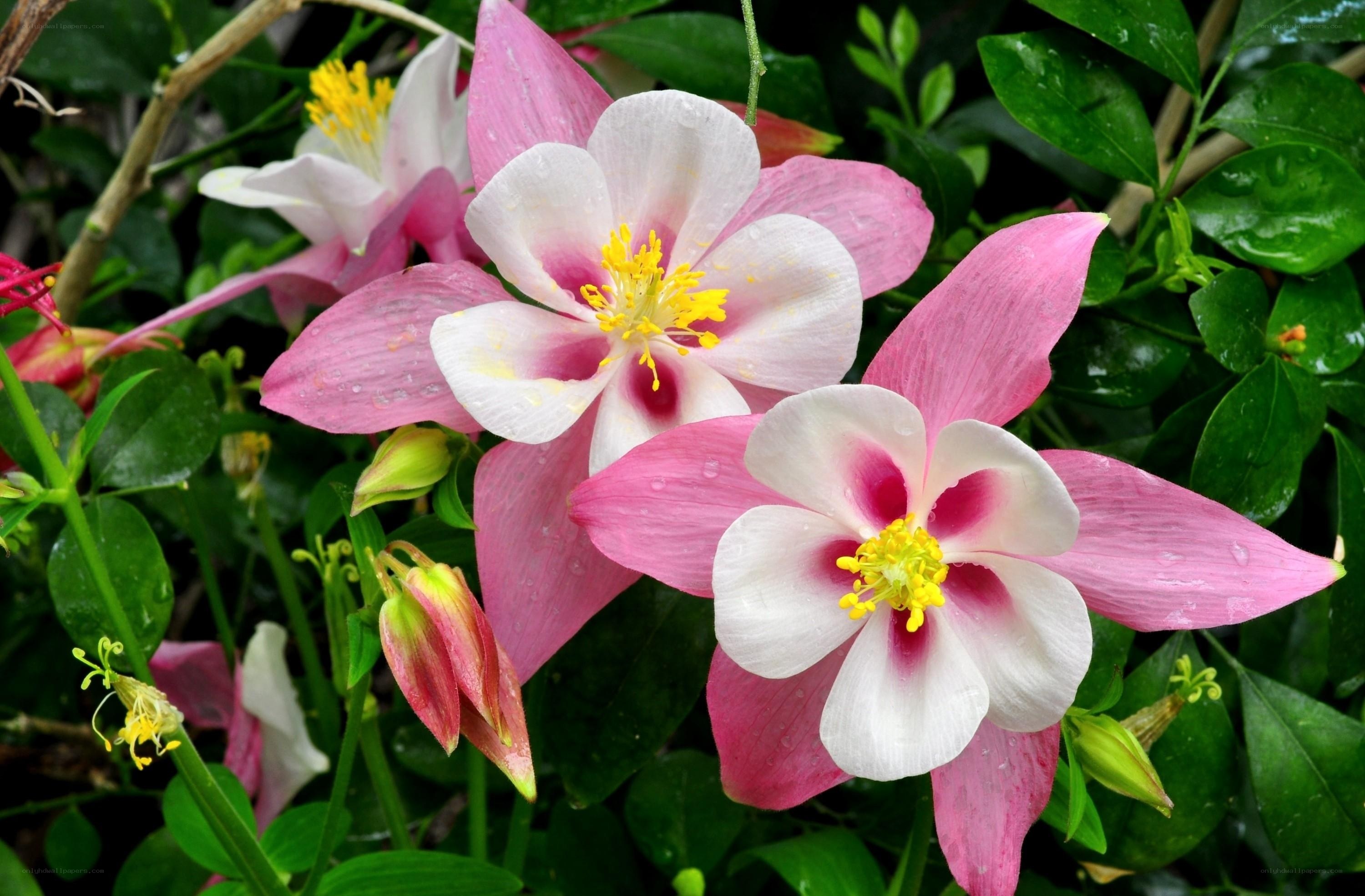 Pink and white columbine flowers