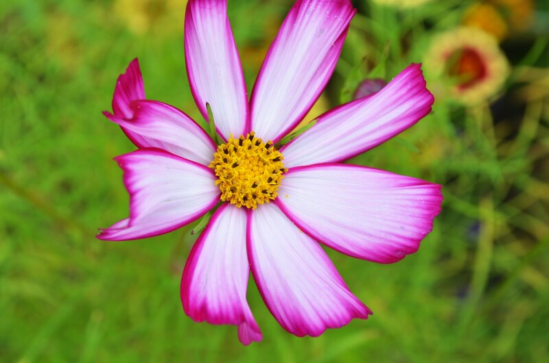 Pink and White Cosmos Flower — Calm