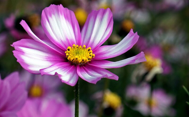 Pink and White Cosmos Flower — Purple
