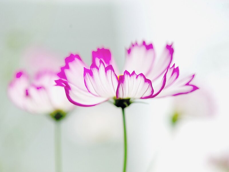 Pink and White Cosmos Flower