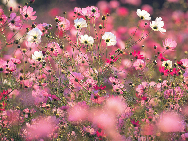 Pink and white cosmos flowers
