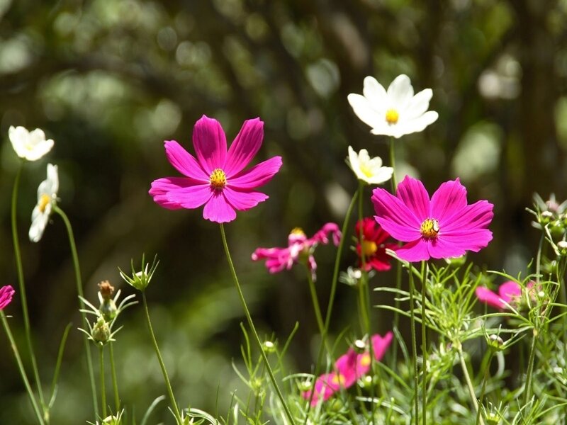 Pink and white cosmos flowers