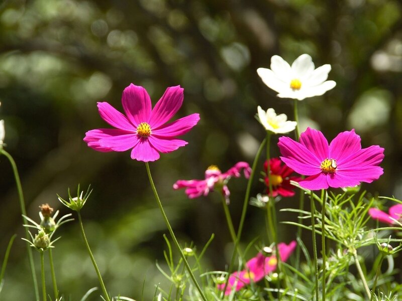 Pink and white cosmos flowers