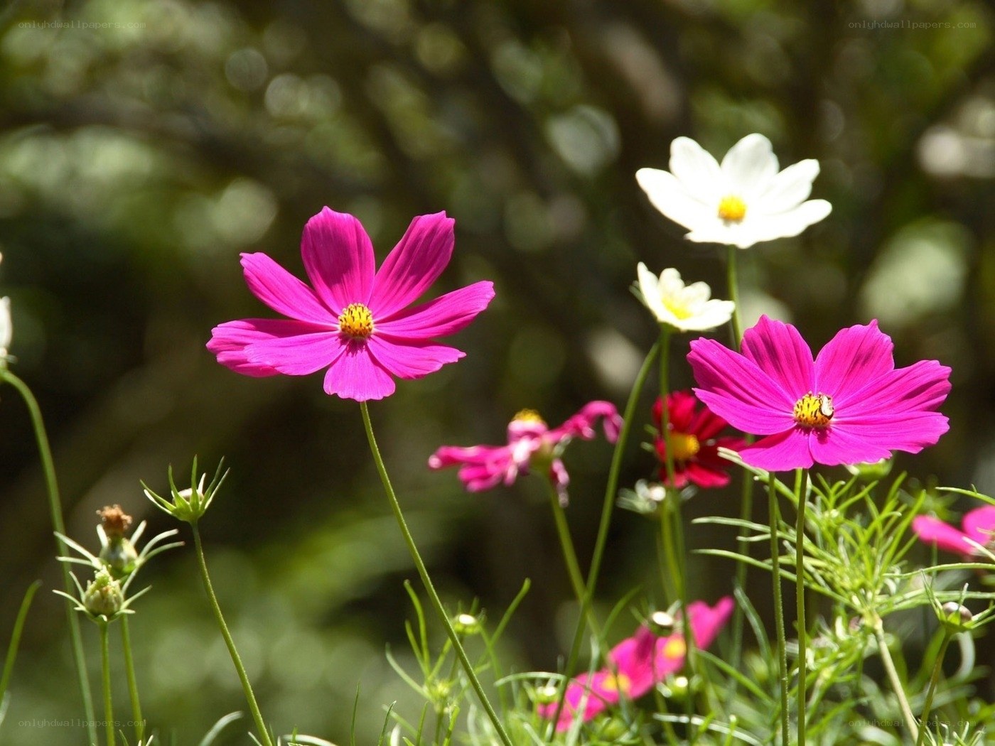 Pink and white cosmos flowers