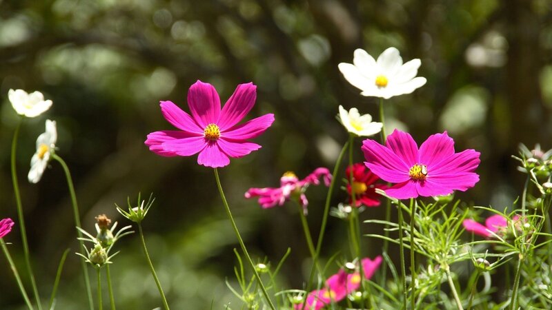 Pink and white cosmos flowers