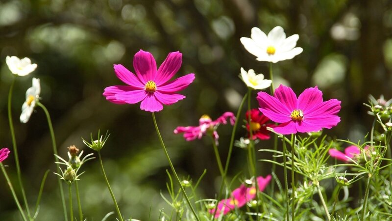Pink and white cosmos flowers