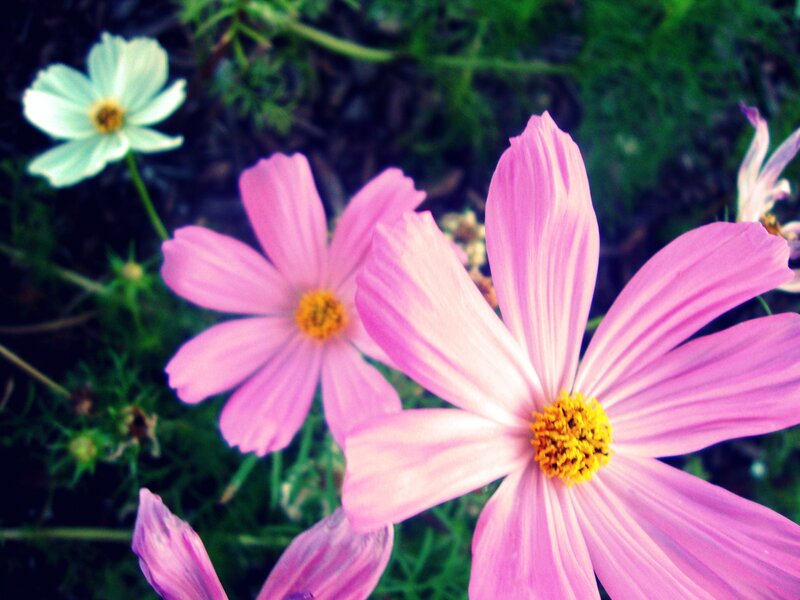 Pink and white cosmos flowers