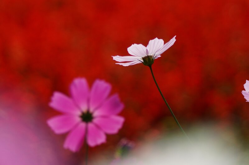 Pink and white cosmos flowers