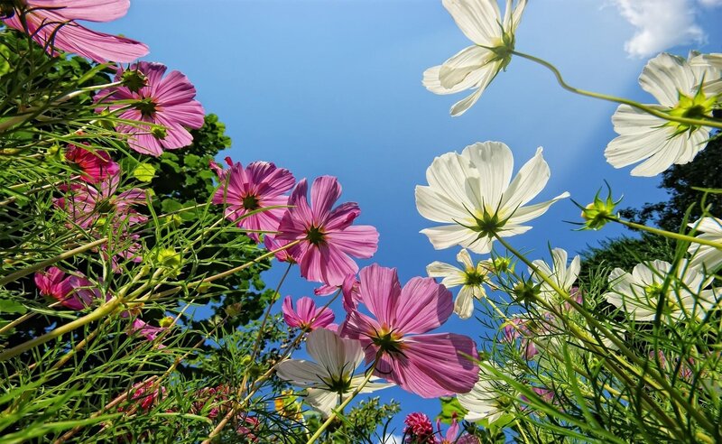 Pink and White Cosmos Flowers — Blue, Serene