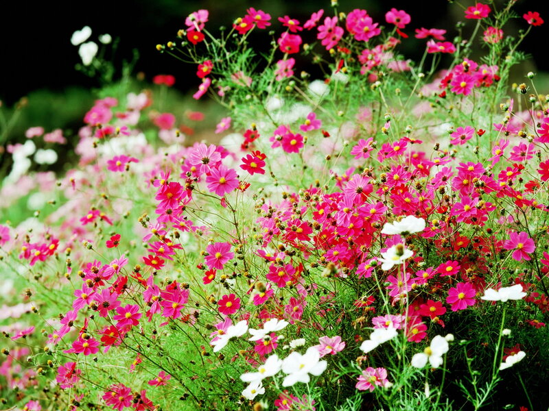 Pink and White Cosmos Flowers — Calm